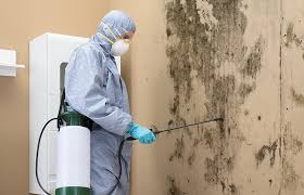 Best Commercial Mold Inspection in Rutland, VT